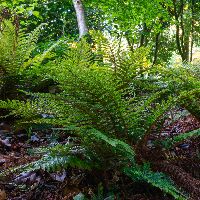 Fern [Tassel] Polystichum polyblepharum -Ship Only