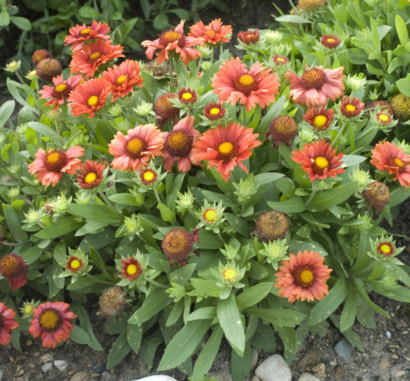 Gaillardia 'Arizona Red Shades' -Ship Only