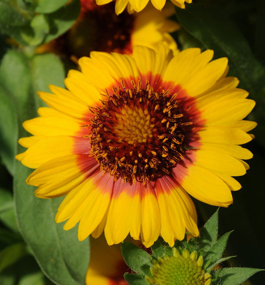 Gaillardia 'Mesa Bright Bicolor' -Ship Only