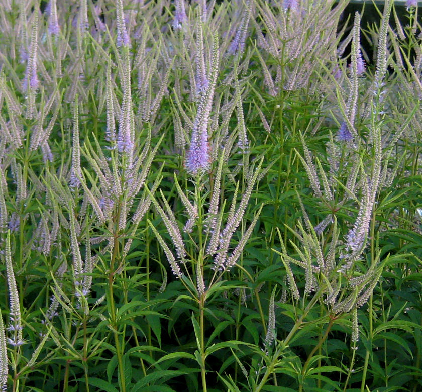 Veronicastrum v. 'Fascination' -Ship Only