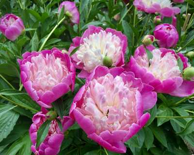 Paeonia 'Bowl of Beauty' -Ship Only