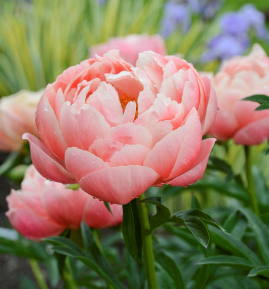 Paeonia 'Coral Charm' -Ship Only