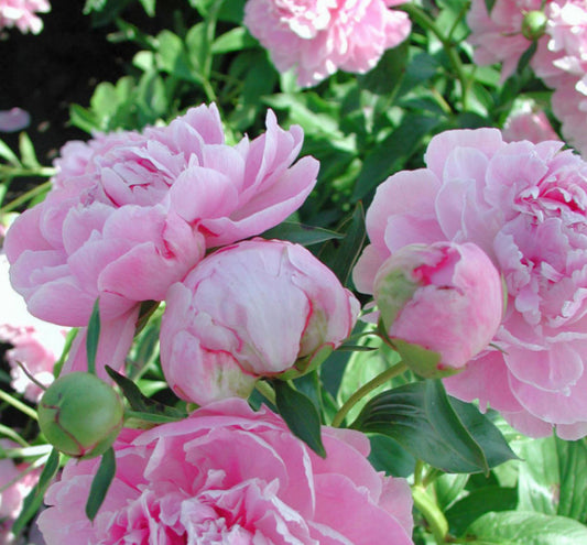 Paeonia 'Dr. Alexander Fleming' -Ship Only