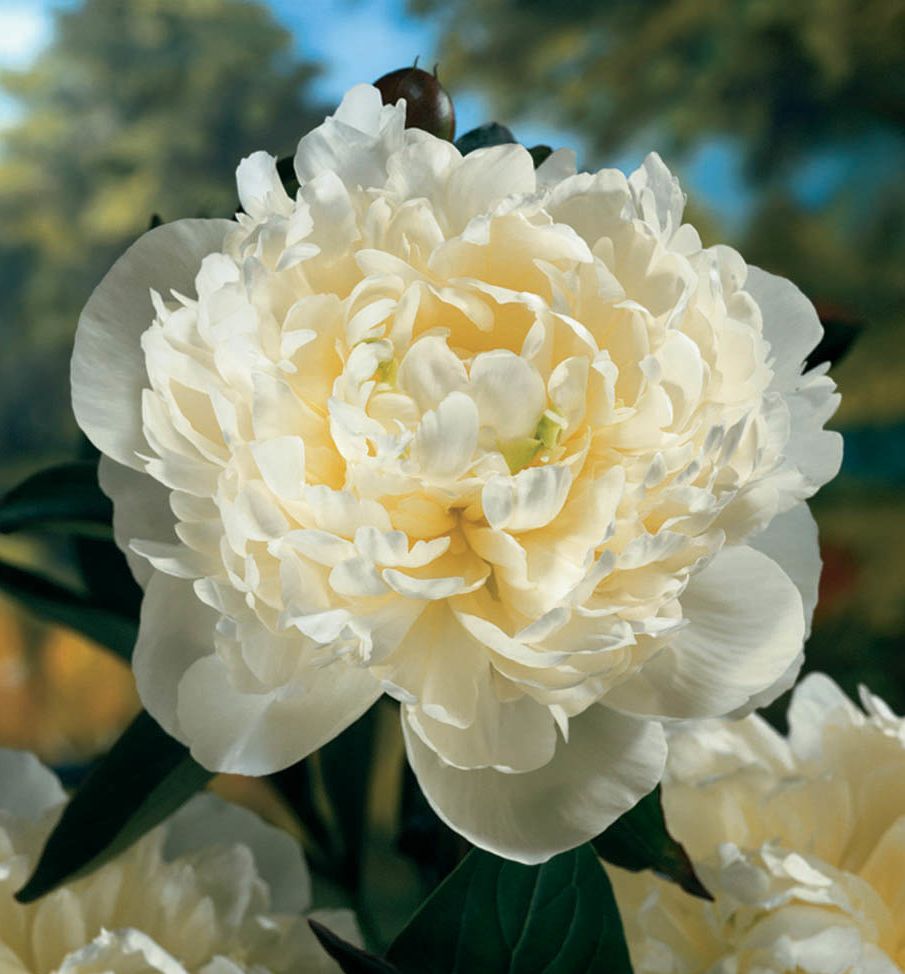 Paeonia 'Duchess de Nemours' -Ship Only