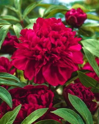 Paeonia 'Karl Rosenfeld' -Ship Only