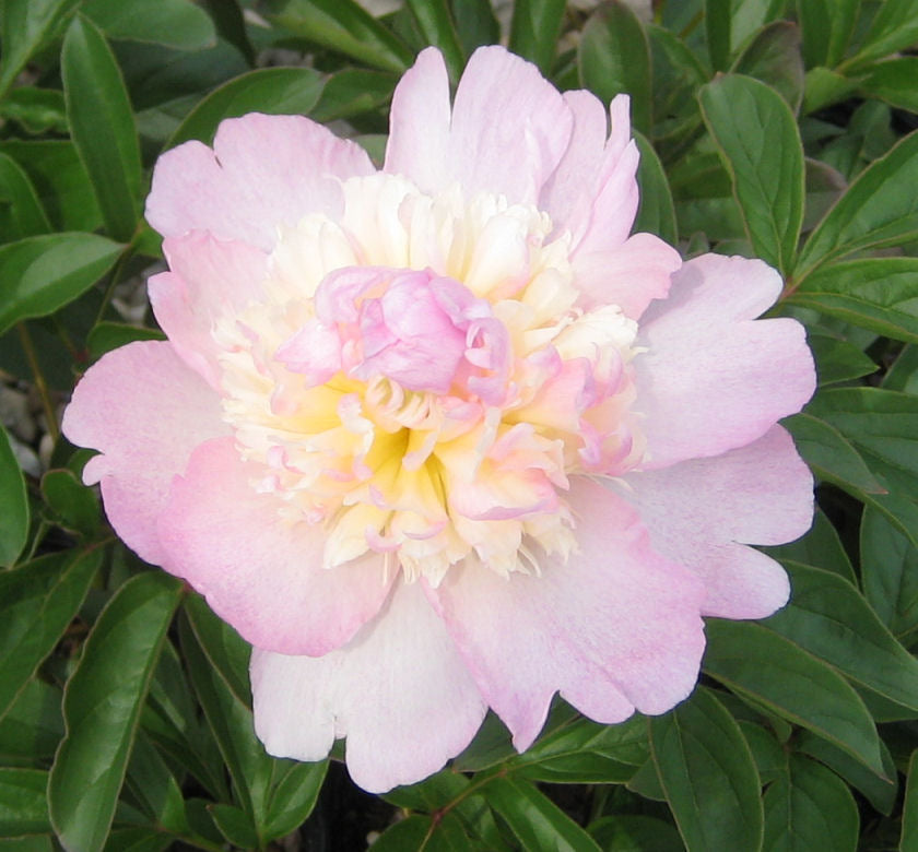 Paeonia 'Raspberry Sundae' -Ship Only