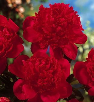 Paeonia 'Red Magic' -Ship Only
