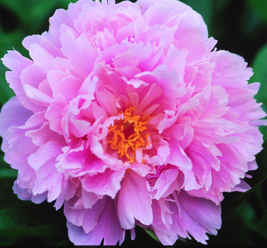 Paeonia 'Sarah Bernhardt' -Ship Only