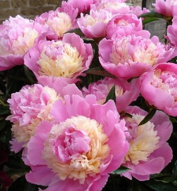 Paeonia 'Sorbet' -Ship Only
