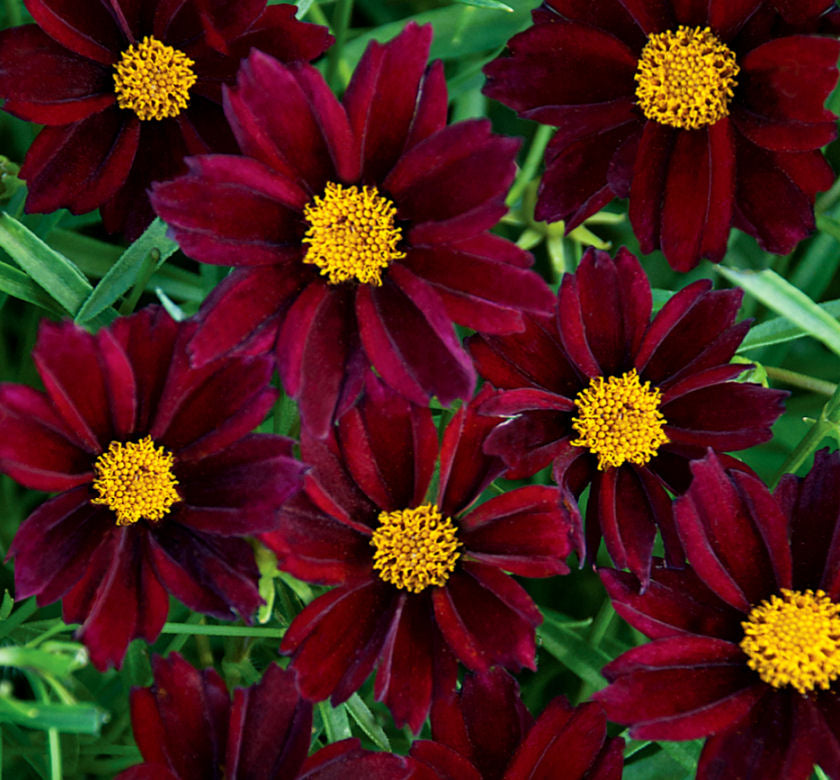Coreopsis Big Bang™ 'Mercury Rising' -Ship Only