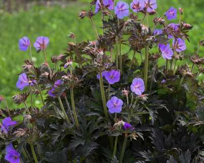 Geranium pratense 'Boom Chocolatta' -Ship Only