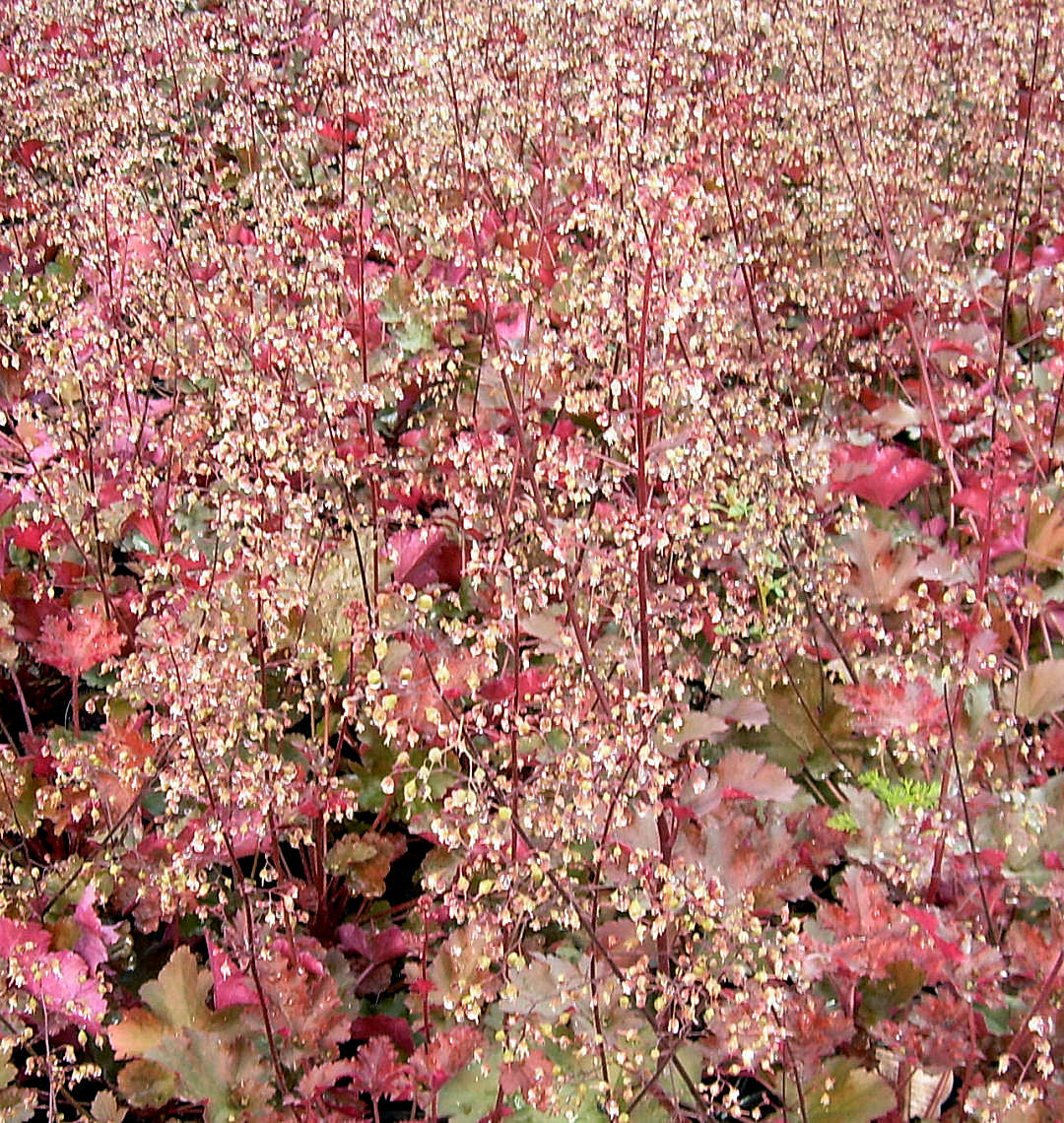 Heuchera 'Chocolate Ruffles' -Ship Only