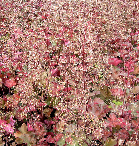 Heuchera 'Chocolate Ruffles' -Ship Only