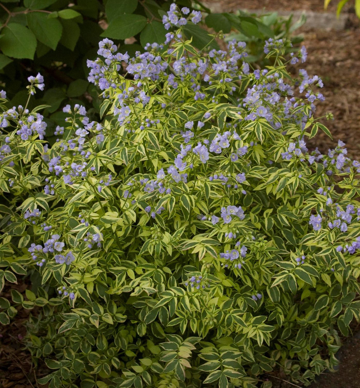 Polemonium 'Stairway to Heaven' -Ship Only