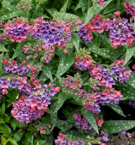 Pulmonaria l. 'Raspberry Splash' -Ship Only