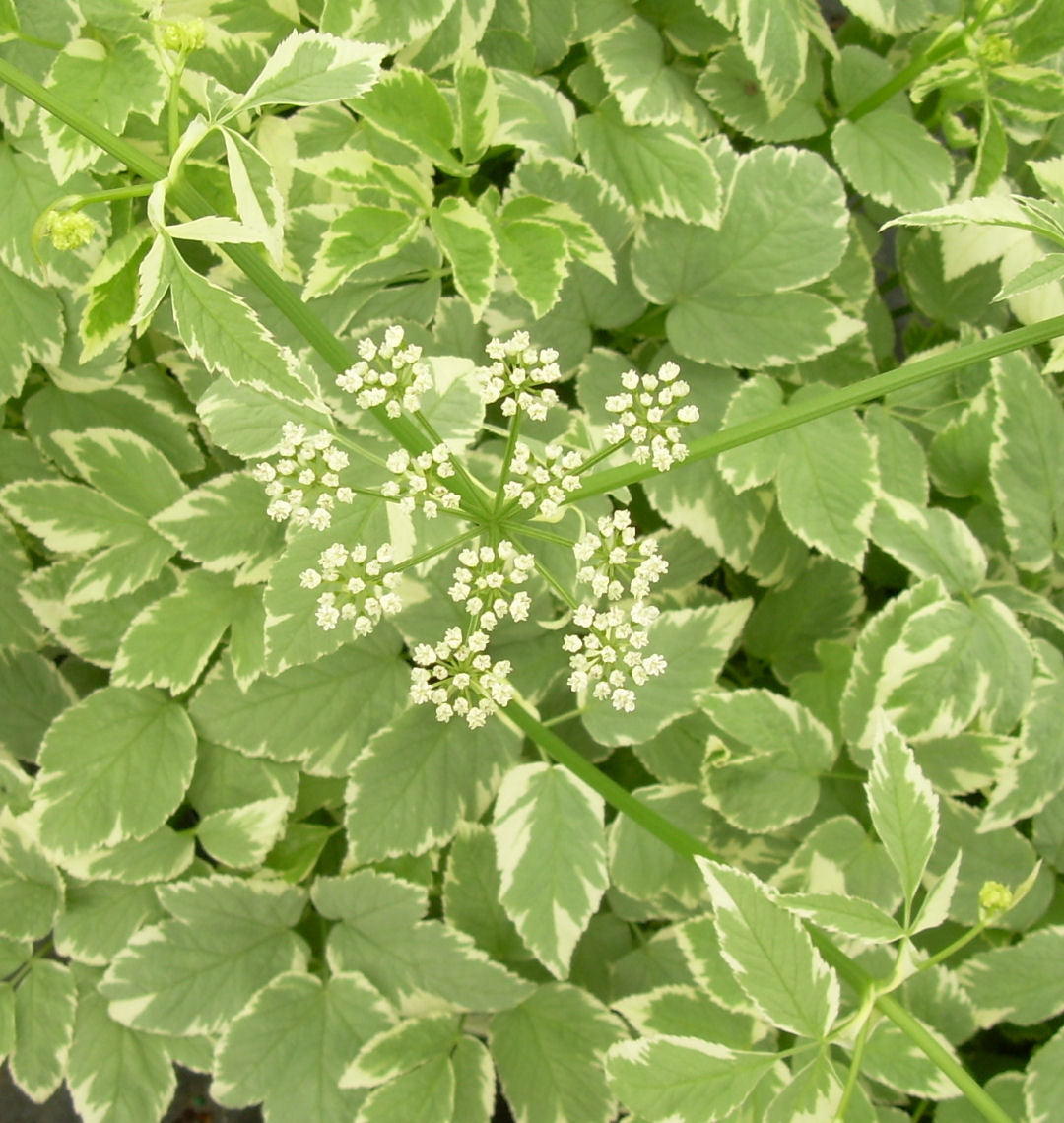 Aegopodium p. 'Variegatum' -Ship Only