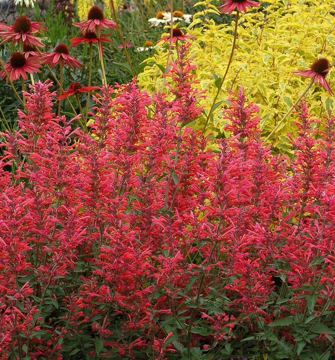 Agastache 'Kudos Coral' -Ship Only