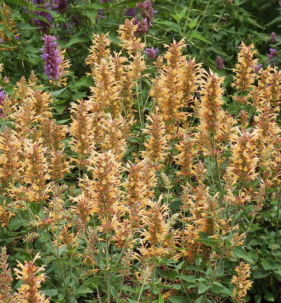 Agastache 'Kudos Gold' -Ship Only