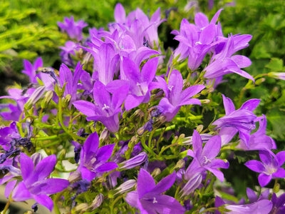 Campanula x 'Birch Hybrid' -Ship Only
