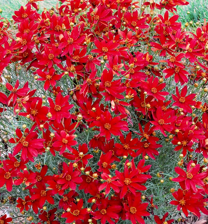 Coreopsis Sizzle & Spice® 'Hot Paprika' -Ship Only