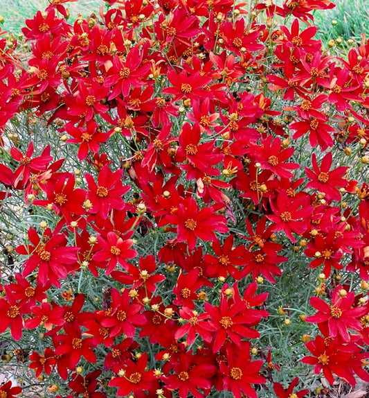 Coreopsis Sizzle & Spice® 'Hot Paprika' -Ship Only