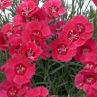 Dianthus 'Eastern Star' -Ship Only