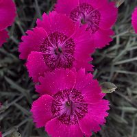 Dianthus 'Neon Star Improved' -Ship Only