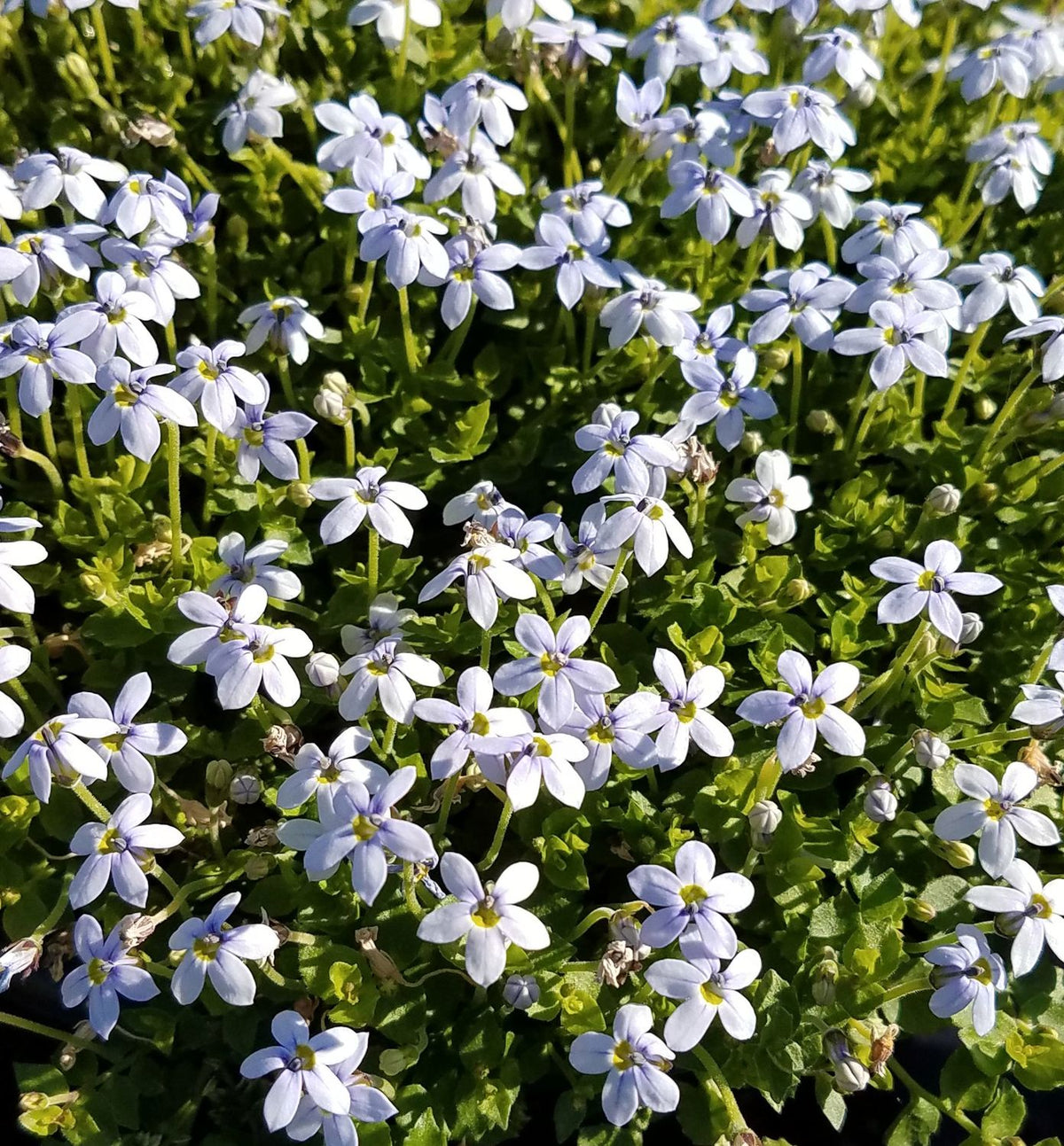 Isotoma fluviatilis (Blue Star Creeper) -Ship Only