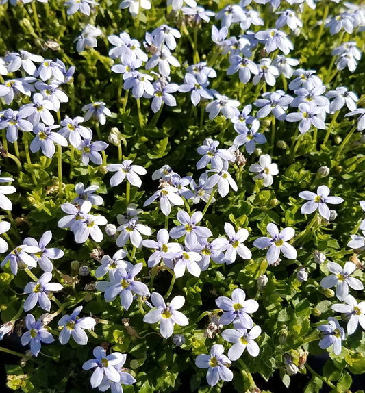 Isotoma fluviatilis (Blue Star Creeper) -Ship Only
