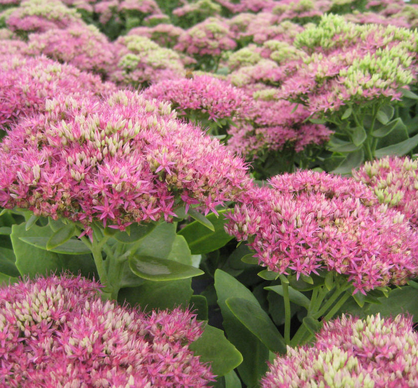 Sedum s. 'Neon' -Ship Only