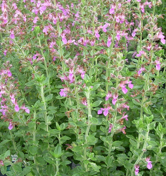 Teucrium chamaedrys (Germander) -Ship Only