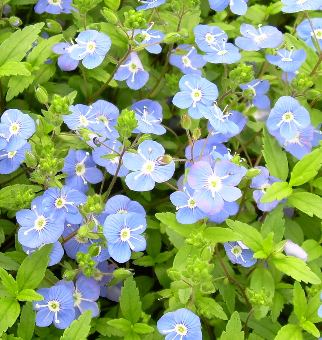Veronica p. 'Georgia Blue' -Ship Only