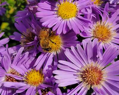 Aster d. 'Wood's Light Blue' -Ship Only