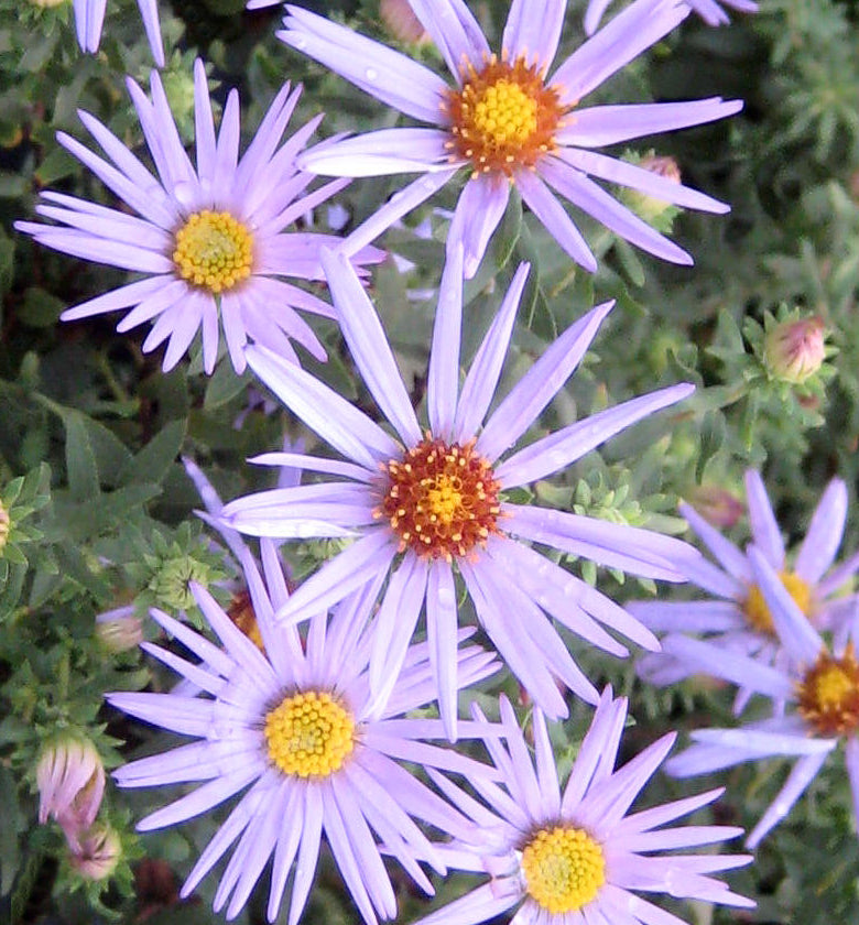 Aster o. 'Raydon's Favorite' -Ship Only