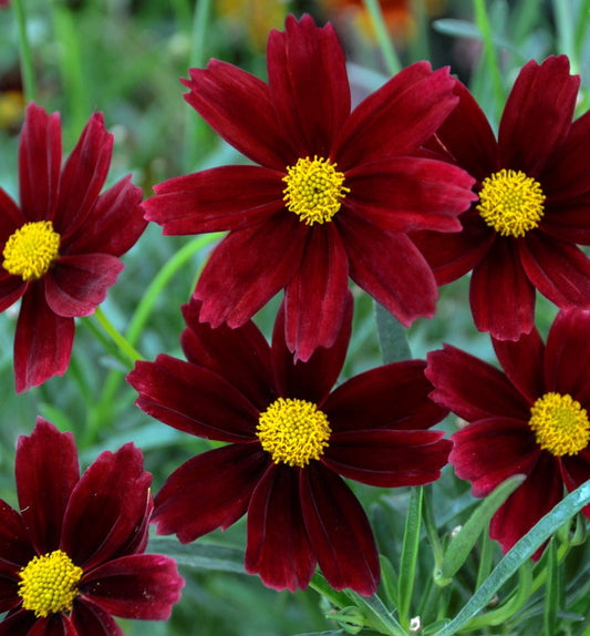 Coreopsis Li'l Bang™ 'Red Elf' -Ship Only