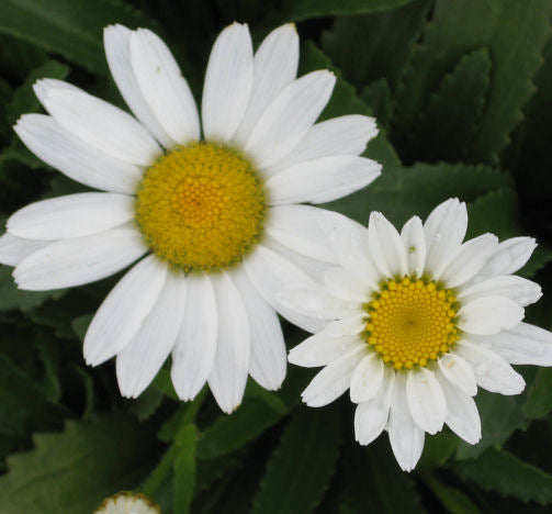 Leucanthemum x s. 'Snowcap' -Ship Only