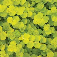 Lysimachia n. 'Goldii' -Ship Only