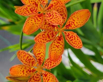 Belamcanda c. 'Freckle Face' -Ship Only