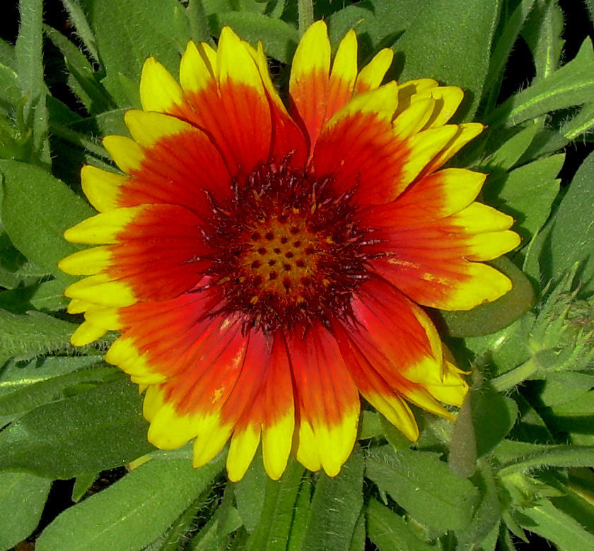 Gaillardia 'Arizona Sun' -Ship Only