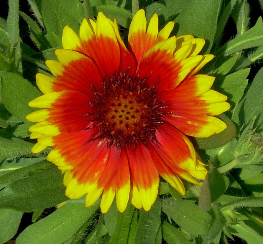 Gaillardia 'Arizona Sun' -Ship Only