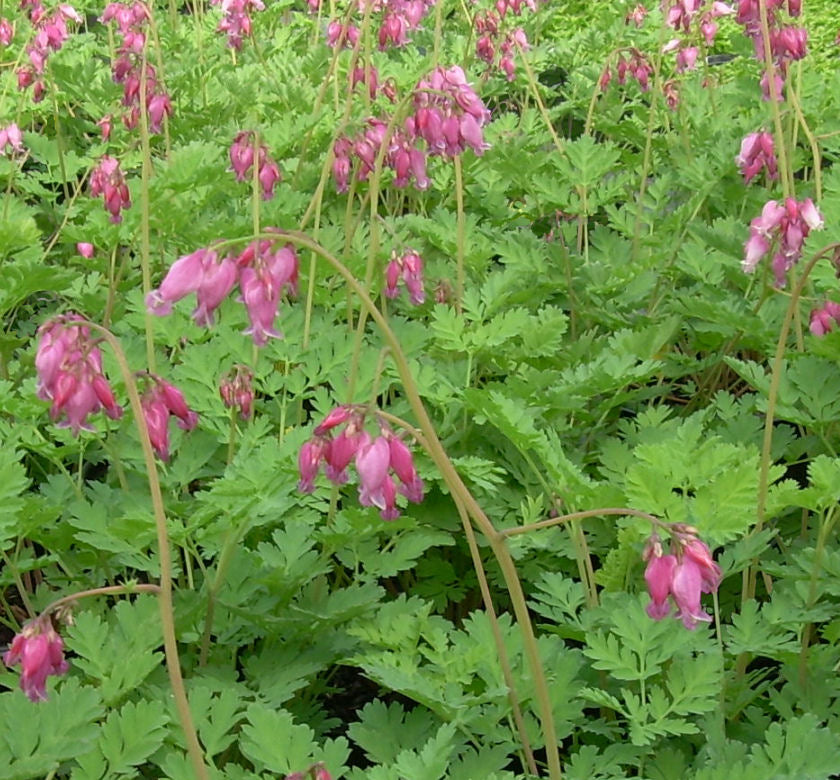 Dicentra 'Luxuriant' -Ship Only
