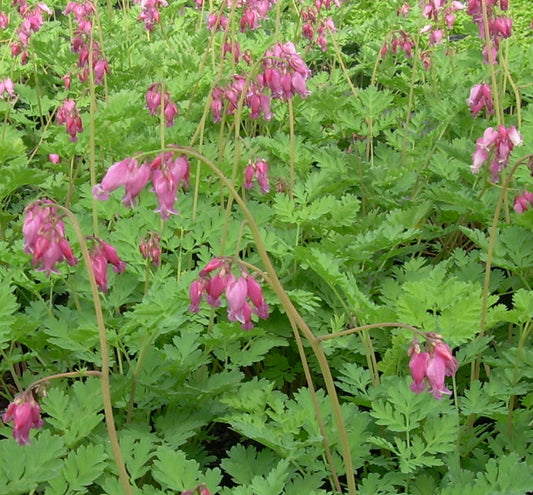Dicentra 'Luxuriant' -Ship Only