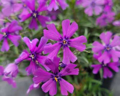 Phlox s. 'Purple Beauty' -Ship Only