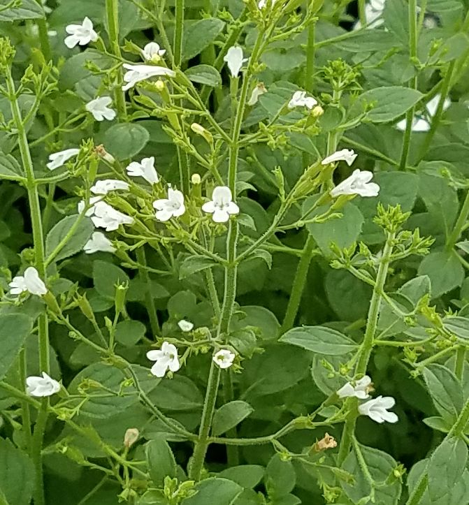 Calamintha n. 'White Cloud' -Ship Only