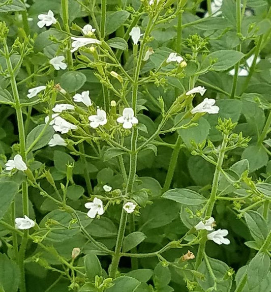 Calamintha n. 'White Cloud' -Ship Only