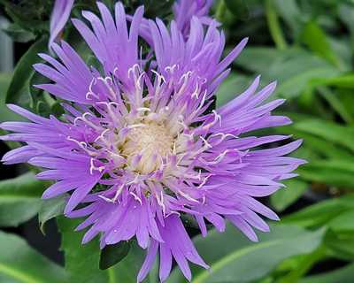 Stokesia l. 'Blue Danube' -Ship Only