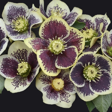 Helleborus Honeymoon® 'Rio Carnival' -Ship Only