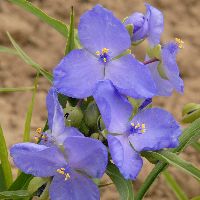 Tradescantia Amethyst Kiss™ -Ship Only