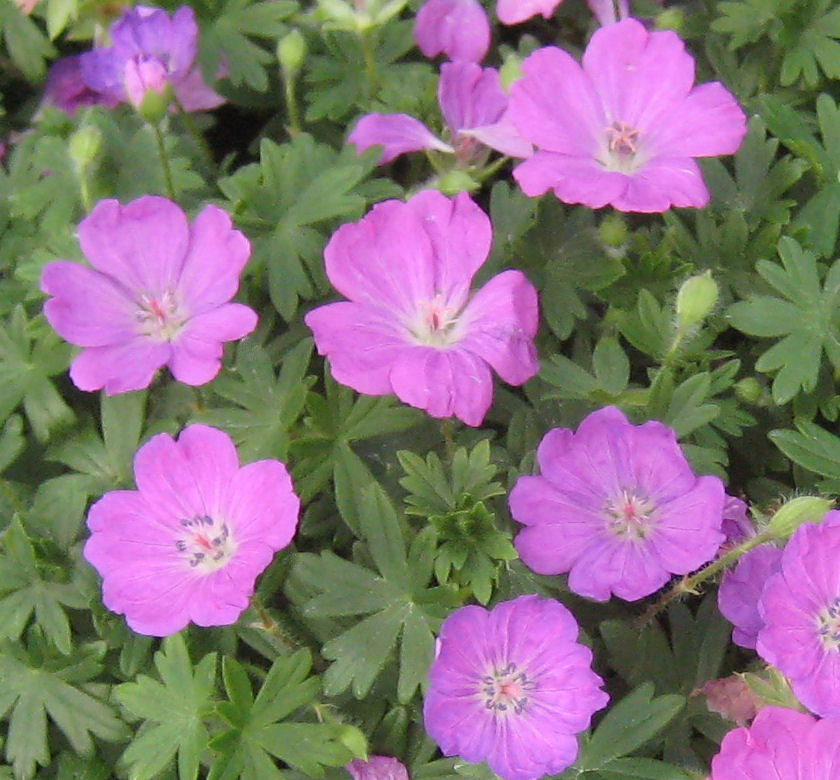 Geranium s. 'Max Frei' -Ship Only