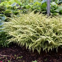 Fern [Ghost] Athyrium x 'Ghost' -Ship Only